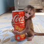 monos monitos 😎