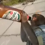 monos y changuitos ⁸ 🐒🦍🦧