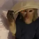 monos y changuitos ⁸ 🐒🦍🦧