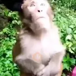 monos y changuitos ⁸ 🐒🦍🦧