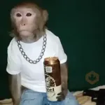 monos y changuitos ⁷ 🦧🦍🐒