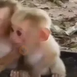 monos y changuitos ⁷ 🦧🦍🐒