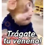 Monos groseros pal chat 🐒🐵