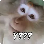 Monos groseros pal chat 🐒🐵