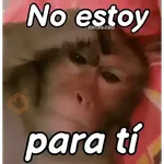 Monos groseros pal chat 🐒🐵