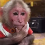 🐒 Monos Random 🇲🇽 🐒