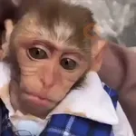 🐒 Monos Random 🇲🇽 🐒
