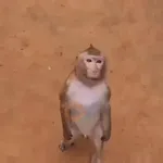 🐒 Monos Random 🇲🇽 🐒