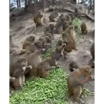 Monos monitos para el chat ‼️🗣
