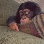 🙉Monos 🙊🐵