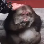 🐒 Monos Random 2 🇲🇽