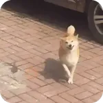 Buenos Memes !