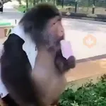monos y changuitos ⁵ 🦧🦍🐒