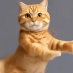 GaTiToS BaiLaNdO TikTok🐱🎶🐈‍⬛