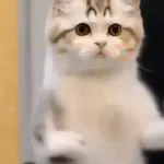 GaTiToS BaiLaNdO TikTok🐱🎶🐈‍⬛