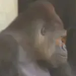 monos y changuitos ⁴ 🐒🦍🦧
