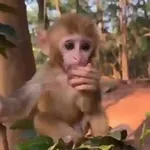 monos changuitos ³ 🦧🐒🦍
