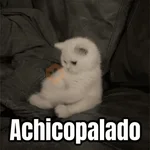 Memes - gatos bebes 🐱💕😂