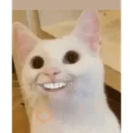 Memes - gatos bebes 🐱💕😂