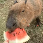 capivara | capibara 