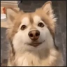 Stickers 🐾⋆Perros|Dogs|Perritos🐾°