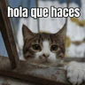 Stickers gatos y perros locos