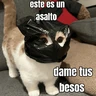 Stickers gatos y perros locos