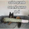 Stickers gatos y perros locos