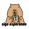 Stickers Capibara 🌟🤎