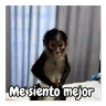 Stickers Monos traviesos 🙈💯