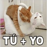 Stickers 🔥𑄝GATOS HORNY/HORNY CATS𑄝🔥