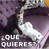 Stickers 🔥𑄝GATOS HORNY/HORNY CATS𑄝🔥