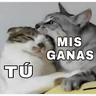 Stickers 🔥𑄝GATOS HORNY/HORNY CATS𑄝🔥