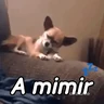 Stickers A mimir 💤 Perros 🐶😴