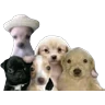 Stickers Perros xd