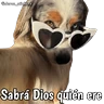Stickers Animales con frases 💬