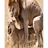 Stickers sexo cn animales pequeños