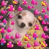 Stickers 💕 PERROS Y GATITOS AMOROSOS 💕