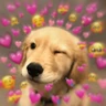 Stickers 💕 PERROS Y GATITOS AMOROSOS 💕