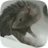 Stickers 🧀 Ratitas pal chat 🐀🐁