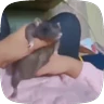 Stickers 🧀 Ratitas pal chat 🐀🐁