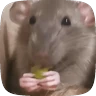 Stickers 🧀 Ratitas pal chat 🐀🐁