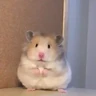 Stickers Hámsters,Ratitas y algo más 🐹🐭