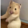 Stickers Hámsters,Ratitas y algo más 🐹🐭