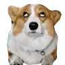 Stickers Animales Random