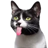 Stickers Animales Random