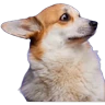 Stickers Animales Random