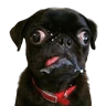 Stickers Animales Random