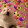 Stickers Gatos Amor💖💙💛