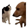 Stickers Meme Kucing Viral #2 🐱